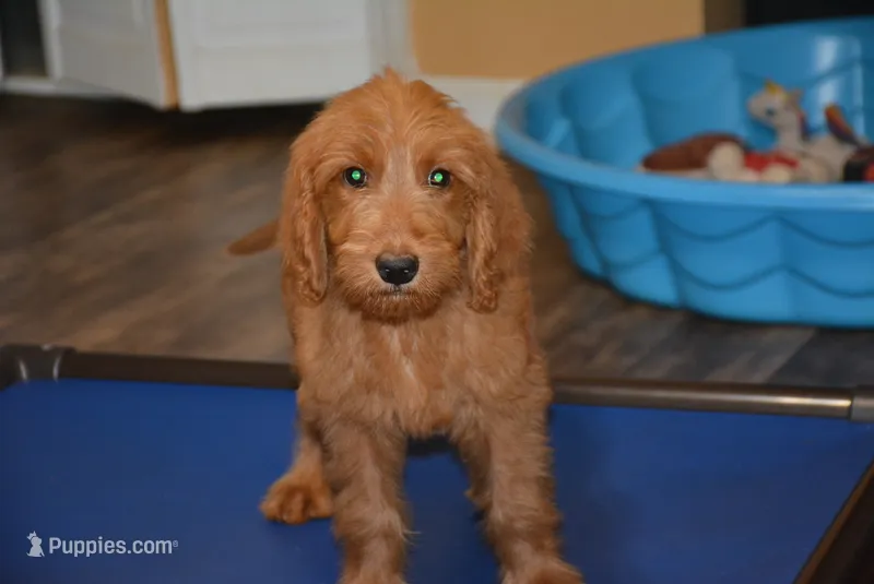 Poppy – Goldendoodle puppy for sale in Hull, GA