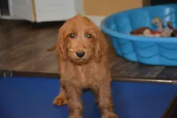 Poppy, a female Goldendoodle for sale in Hull, GA – 1 of 2