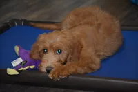 Pearl, a female Goldendoodle for sale in Hull, GA – 2 of 2