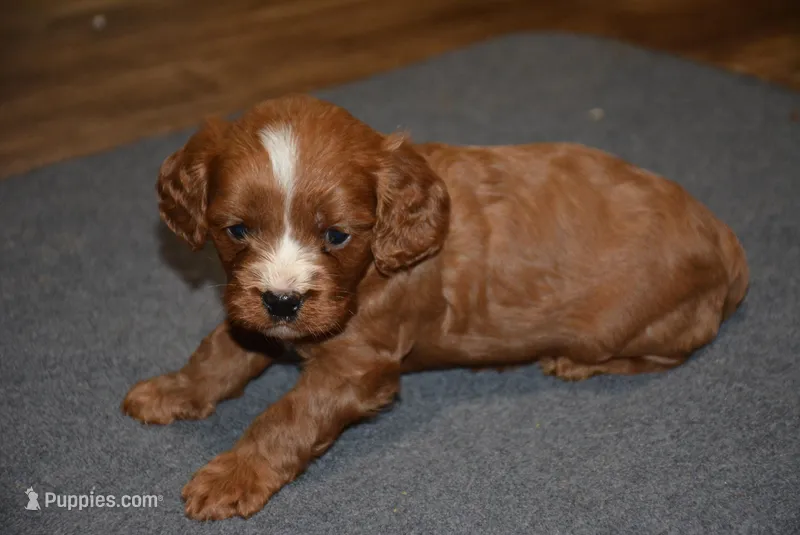 Callie – Cavapoo puppy for sale in Hull, GA