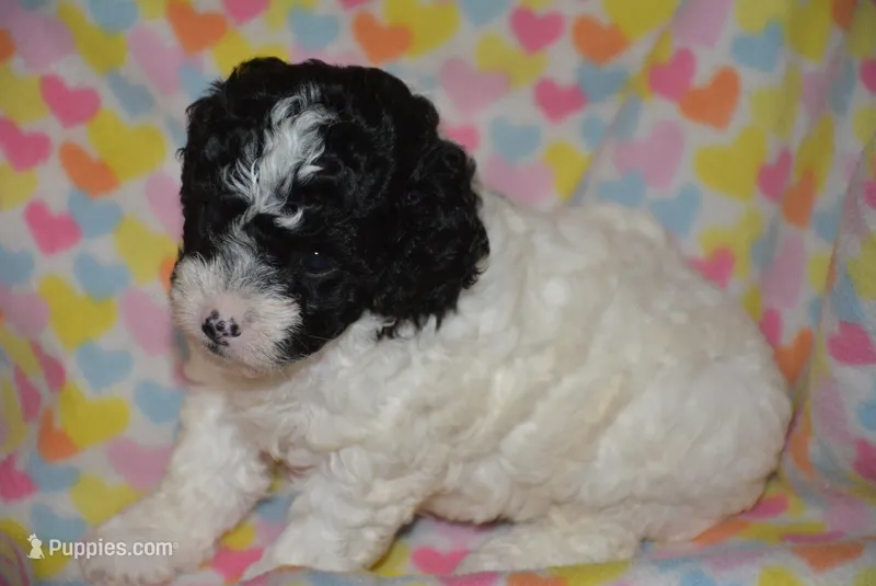Pippa – Cavapoo puppy for sale in Hull, GA