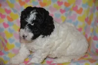 Pippa, a female Cavapoo for sale in Hull, GA – 1 of 1
