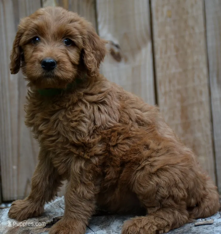 Pearl – Goldendoodle puppy for sale in Hull, GA