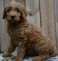 Pearl, a female Goldendoodle for sale in Hull, GA – 1 of 1