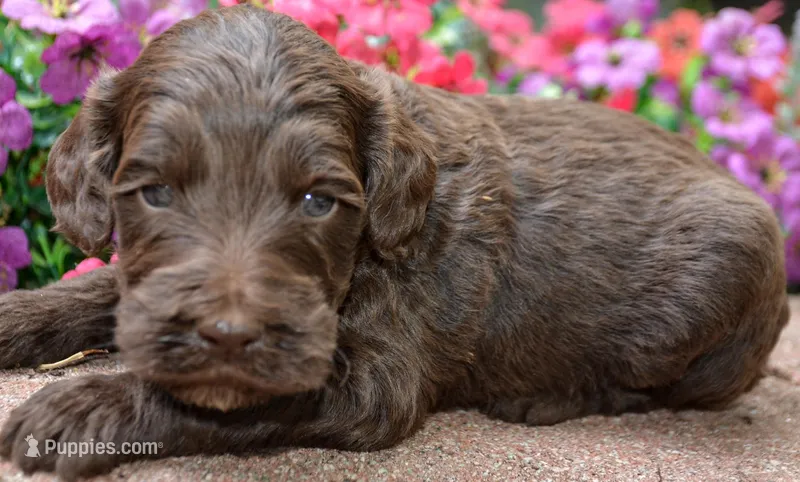 Arial – Miniature Goldendoodle puppy for sale in Hull, GA