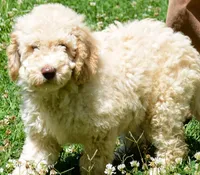 Ginger, a female Miniature Goldendoodle for sale in Hull, GA – 2 of 2