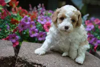 sasha, a female Cavapoo for sale in Hull, GA – 1 of 2