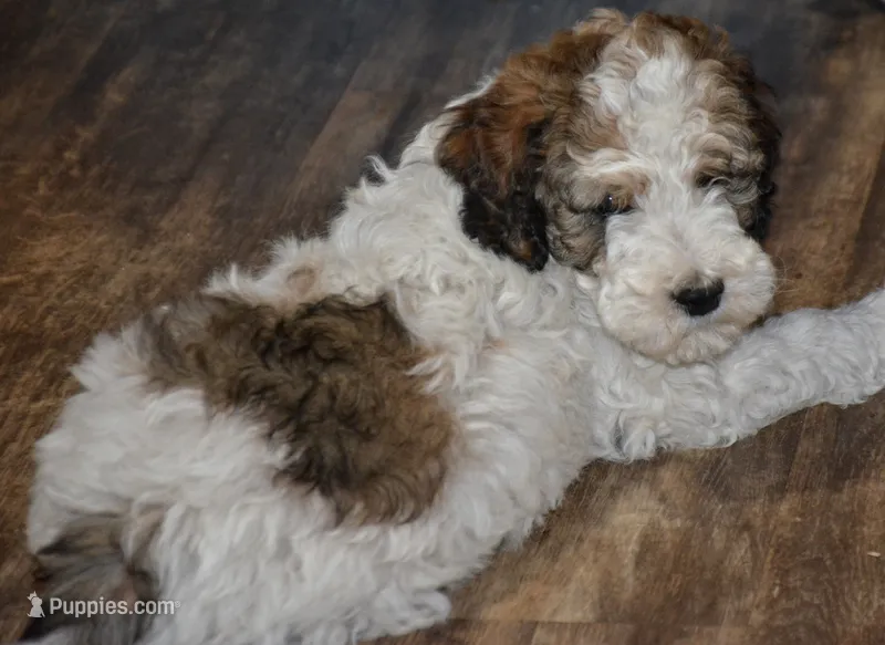 Mickie – Miniature Goldendoodle puppy for sale in Hull, GA