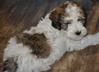 Mickie, a male Miniature Goldendoodle for sale in Hull, GA – 1 of 1