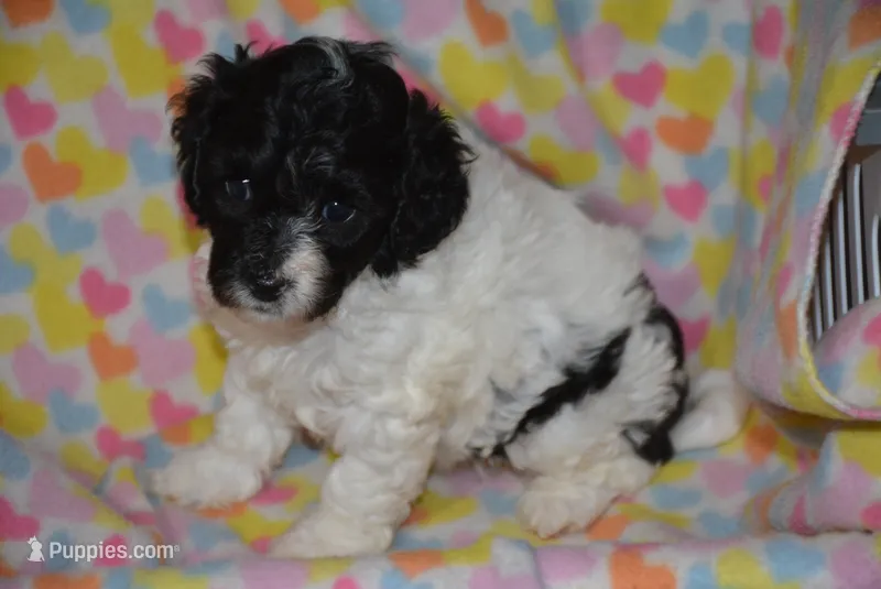 robin – Cavapoo puppy for sale in Hull, GA
