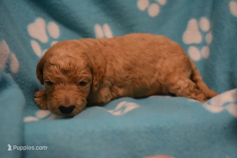 Karma – Poodle - Standard  puppy for sale in Hull, GA