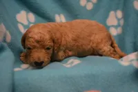 Karma, a female Poodle - Standard  for sale in Hull, GA – 1 of 1