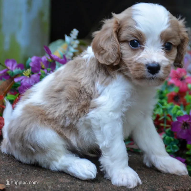Percy – Cavapoo puppy for sale in Hull, GA