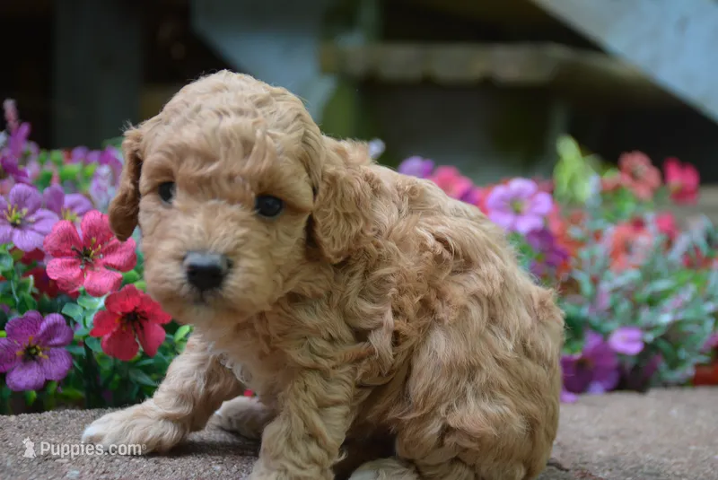 tucker – Cavapoo puppy for sale in Hull, GA