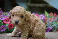 tucker, a male Cavapoo for sale in Hull, GA – 1 of 1
