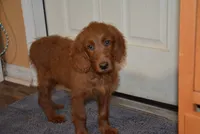 Patty, a female Goldendoodle for sale in Hull, GA – 2 of 2