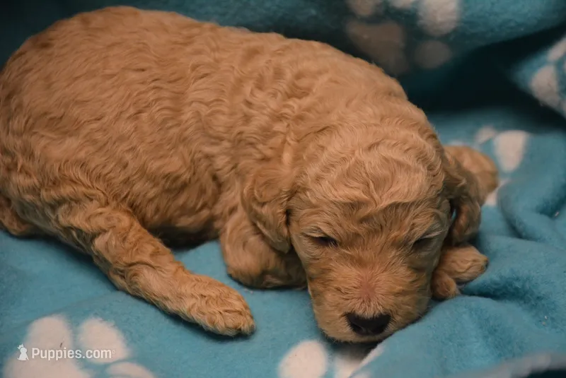 Frisco – Poodle - Standard  puppy for sale in Hull, GA