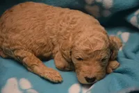 Frisco, a male Poodle - Standard  for sale in Hull, GA – 1 of 1
