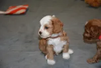 Parker, a male Cavapoo for sale in Hull, GA – Photo 2 of 3