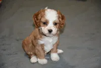 Parker, a male Cavapoo for sale in Hull, GA – Photo 3 of 3