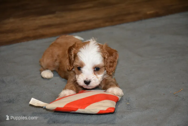 Parker – Cavapoo puppy for sale in Hull, GA