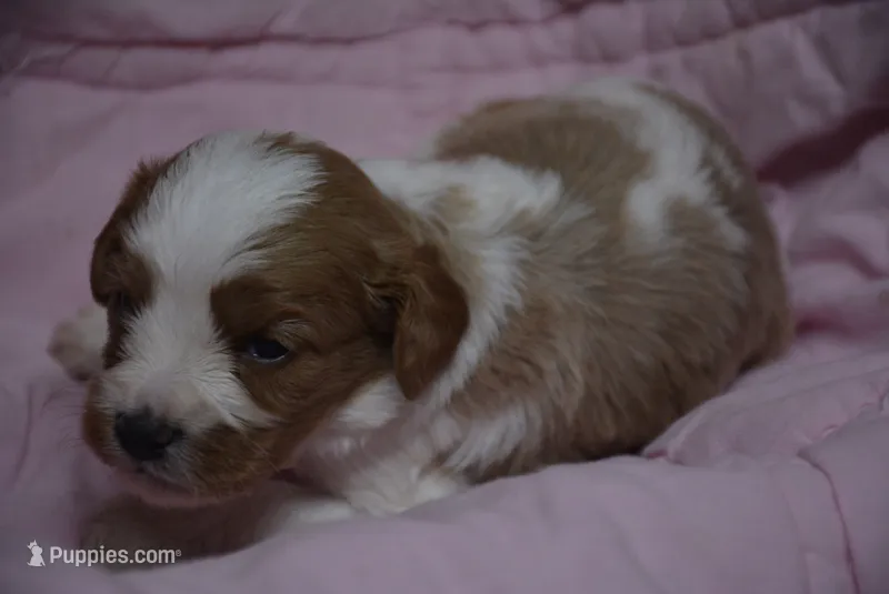 Percy – Cavapoo puppy for sale in Hull, GA