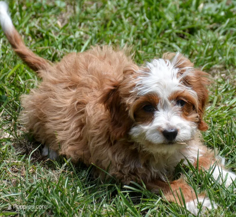 Sally – Cavapoo puppy for sale in Hull, GA