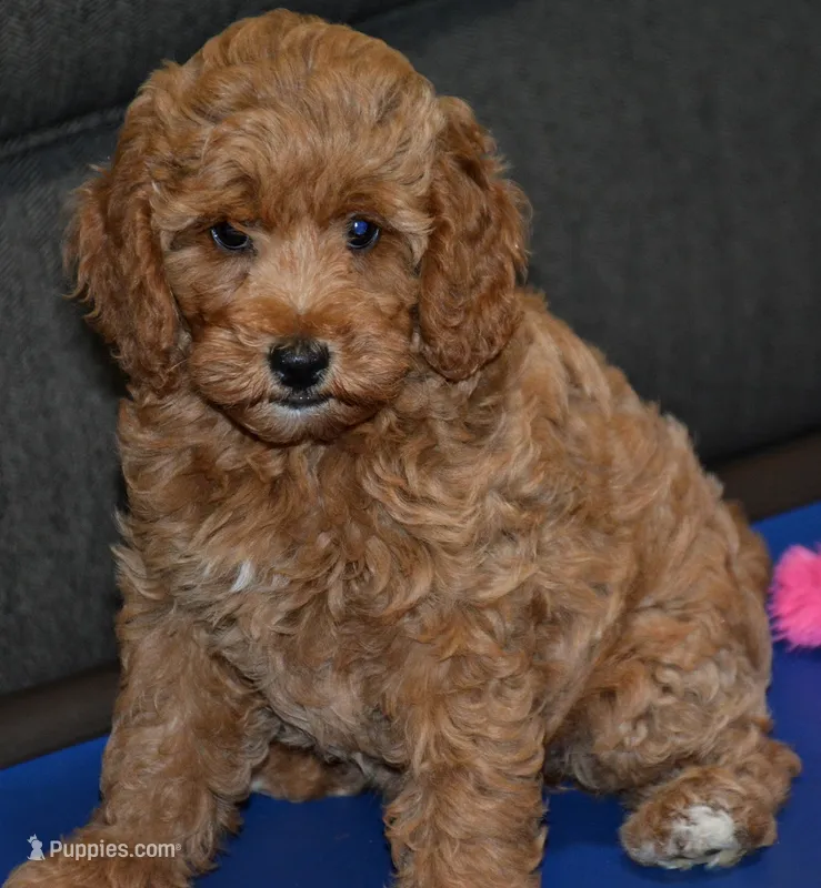 Pinky – Miniature Goldendoodle puppy for sale in Hull, GA