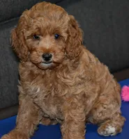 Pinky, a female Miniature Goldendoodle for sale in Hull, GA – 1 of 1