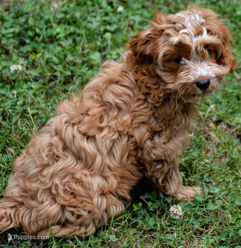 Callie – Cavapoo puppy for sale in Hull, GA