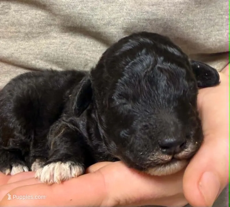 Bagel – Miniature Goldendoodle puppy for sale in Hull, GA