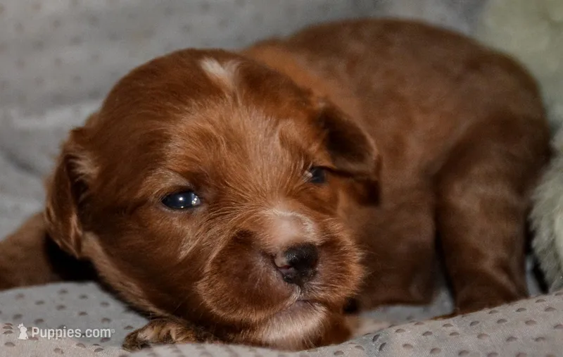 Parker – Cavapoo puppy for sale in Hull, GA