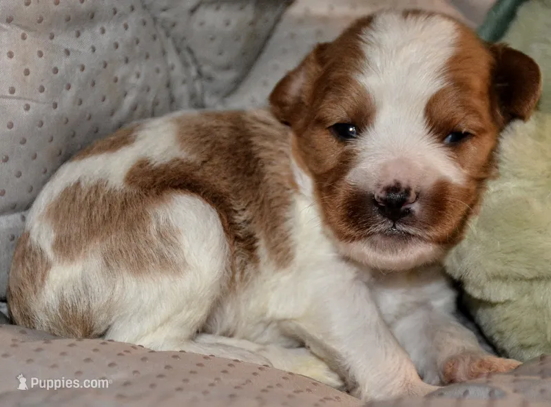 Percy – Cavapoo puppy for sale in Hull, GA