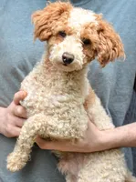 Biggs, a male Poodle - Toy  for sale in Hull, GA – 2 of 2