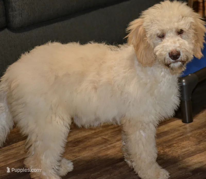 Lucy – Miniature Goldendoodle puppy for sale in Hull, GA