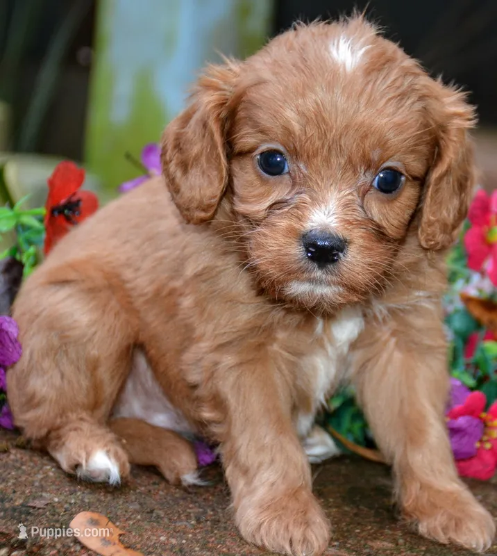 Chester – Cavapoo puppy for sale in Hull, GA