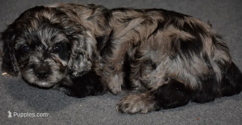 tucker – Cavapoo puppy for sale in Hull, GA