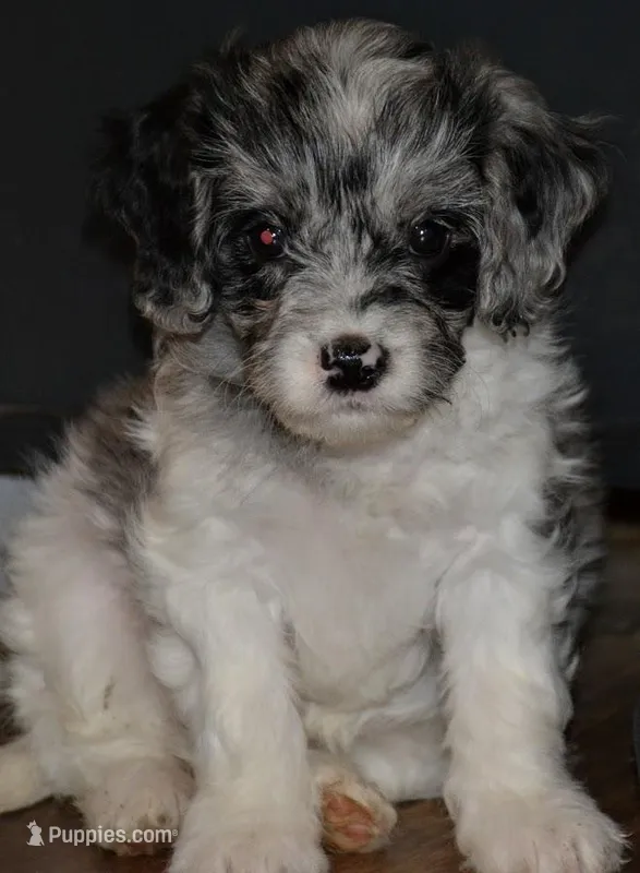 patsy – Cavapoo puppy for sale in Hull, GA