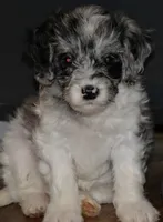 patsy, a female Cavapoo for sale in Hull, GA – 1 of 1