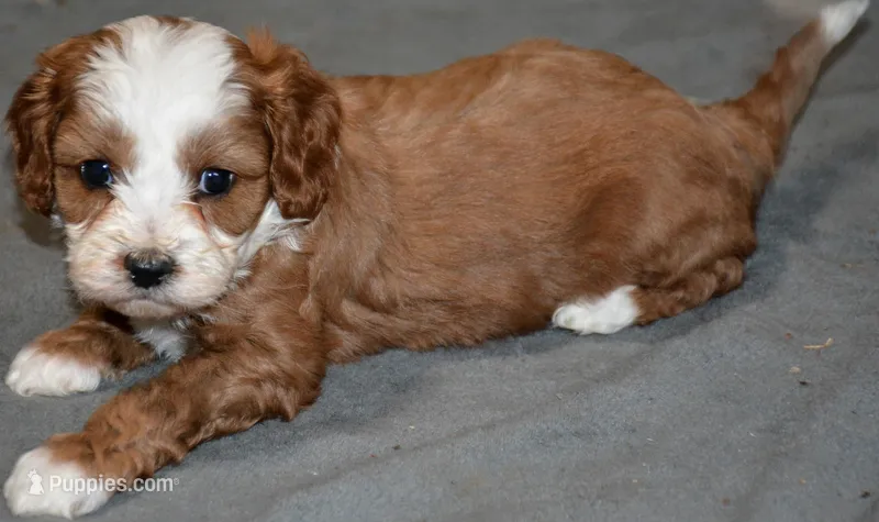 Sally – Cavapoo puppy for sale in Hull, GA