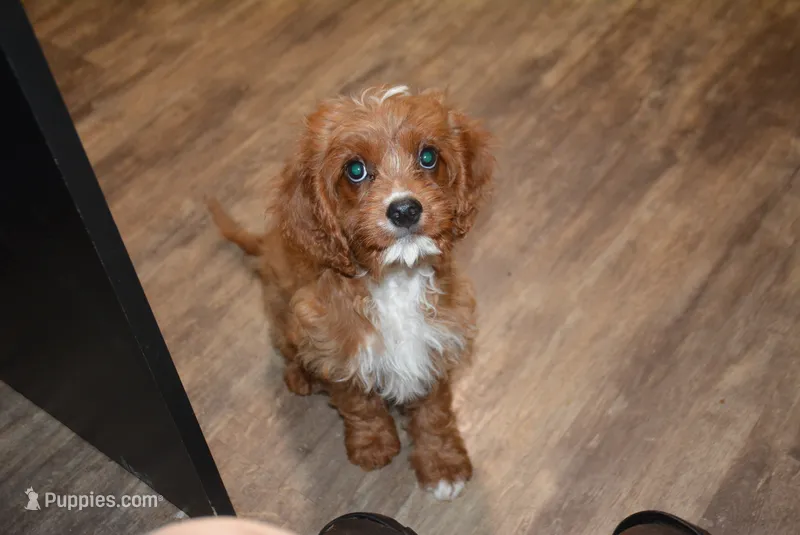 Carter – Cavapoo puppy for sale in Hull, GA