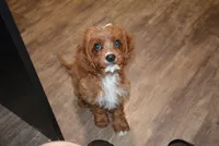 Carter, a male Cavapoo for sale in Hull, GA – 1 of 2