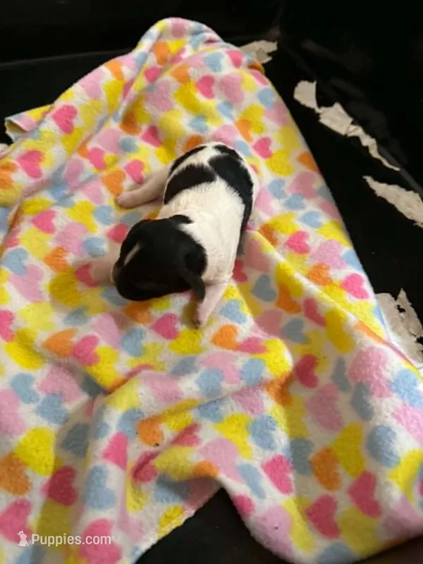 Karma – Cavapoo puppy for sale in Hull, GA