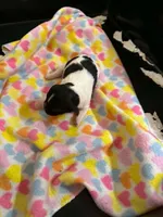Karma, a female Cavapoo for sale in Hull, GA – 1 of 1