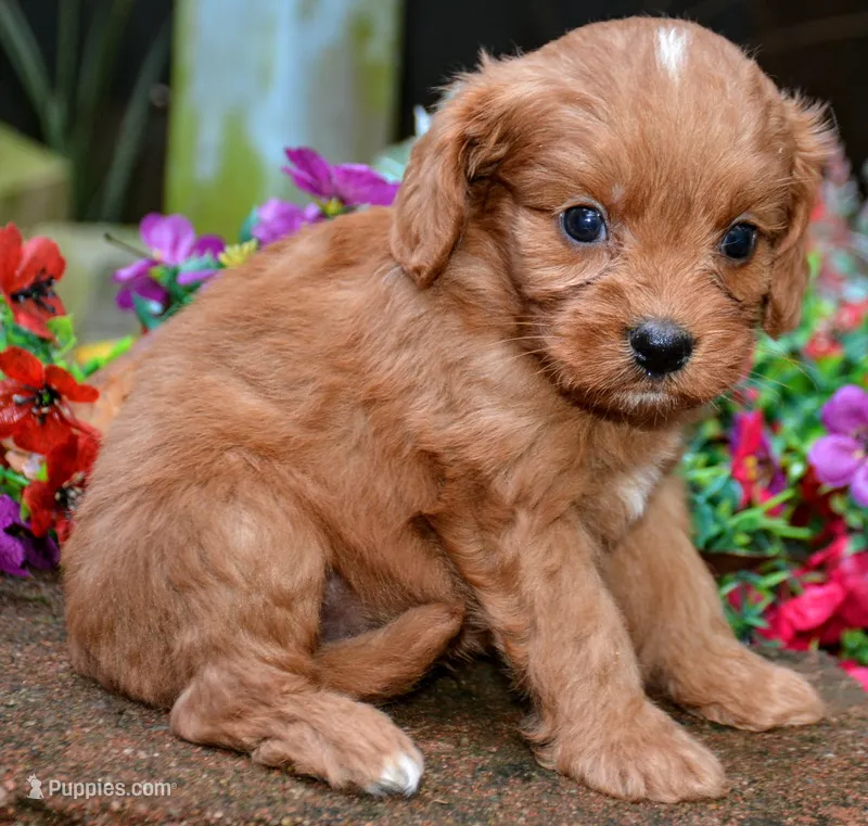 Parker – Cavapoo puppy for sale in Hull, GA