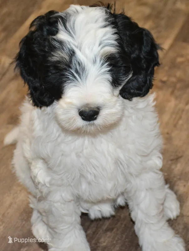 Ellie – Miniature Goldendoodle puppy for sale in Hull, GA
