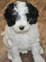 Ellie, a female Miniature Goldendoodle for sale in Hull, GA – 1 of 1