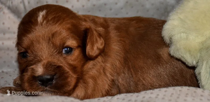 Chester – Cavapoo puppy for sale in Hull, GA