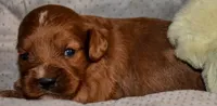 Chester, a male Cavapoo for sale in Hull, GA – 1 of 1
