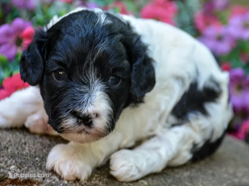Karma – Cavapoo puppy for sale in Hull, GA